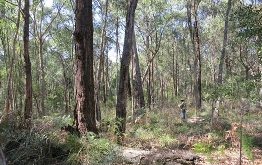 Remnant Lowland Forest