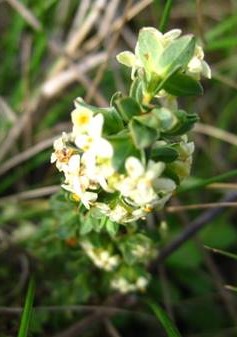 Spiny Rice-flower